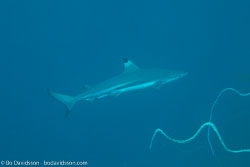 BD-161030-Pantar-4081-Carcharhinus-melanopterus-(Quoy---Gaimard.-1824)-[Blacktip-reef-shark].jpg